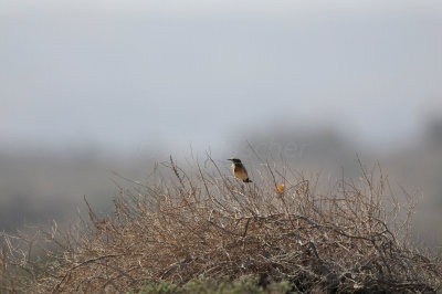 Qurayyat Oman 12-7-12 1814.JPG