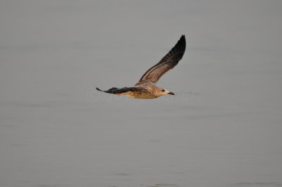 Qurum National Park Muscat Oman 12-5-12 0714.JPG