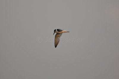 Qurum National Park Muscat Oman 12-5-12 0747.JPG