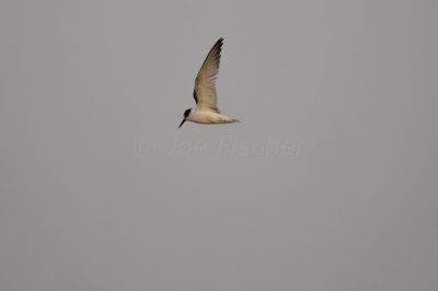 Qurum National Park Muscat Oman 12-5-12 0748.JPG