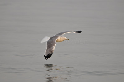 Qurum National Park Muscat Oman 12-5-12 0754.JPG
