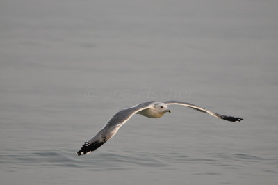 Qurum National Park Muscat Oman 12-5-12 0757.JPG