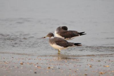 Qurum National Park Muscat Oman 12-5-12 0771.JPG