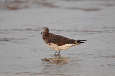 Qurum National Park Muscat Oman 12-5-12 0781.JPG