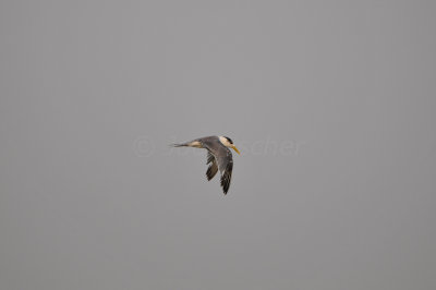 Qurum National Park Muscat Oman 12-5-12 0774.JPG