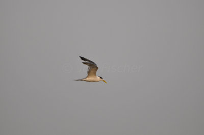 Qurum National Park Muscat Oman 12-5-12 0775.JPG