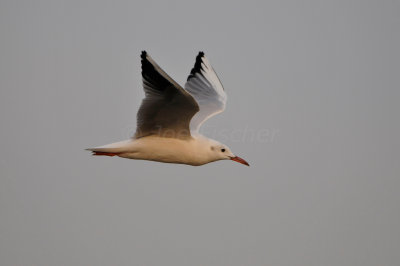 Qurum National Park Muscat Oman 12-5-12 0789.JPG