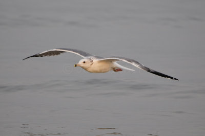 Qurum National Park Muscat Oman 12-5-12 0766.JPG