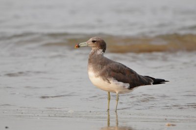 Qurum National Park Muscat Oman 12-5-12 0796.JPG