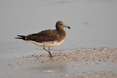 Qurum National Park Muscat Oman 12-5-12 0823.JPG