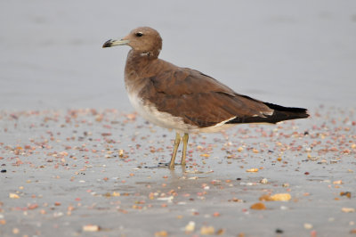 Qurum National Park Muscat Oman 12-5-12 0824.JPG