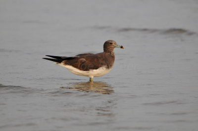 Qurum National Park Muscat Oman 12-5-12 0829.JPG