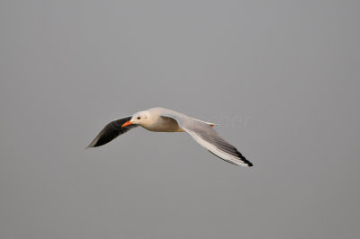 Qurum National Park Muscat Oman 12-5-12 0831.JPG