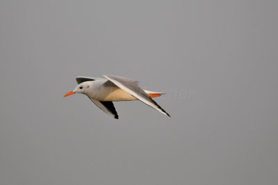 Qurum National Park Muscat Oman 12-5-12 0834.JPG