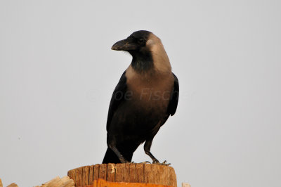 Qurum National Park Muscat Oman 12-5-12 0844.JPG