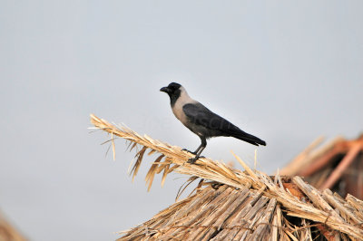 Qurum National Park Muscat Oman 12-5-12 0863a.JPG