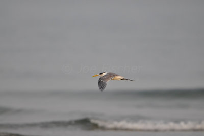 Qurum National Park Muscat Oman 12-5-12 0818.JPG