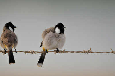 Qurum National Park Muscat Oman 12-5-12 0916.JPG