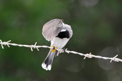 Qurum National Park Muscat Oman 12-5-12 1002.JPG