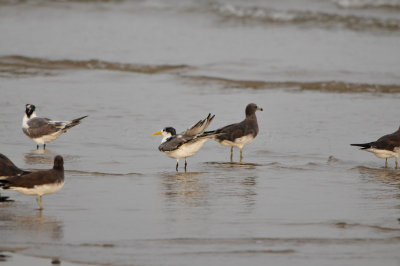 Qurum National Park Muscat Oman 12-5-12 0865.JPG