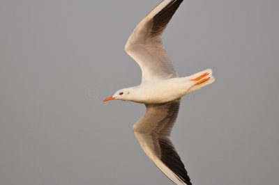 Qurum National Park Muscat Oman 12-5-12 0840.JPG
