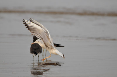 Qurum National Park Muscat Oman 12-5-12 0879.JPG