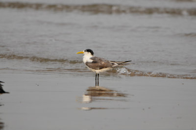 Qurum National Park Muscat Oman 12-5-12 0873.JPG