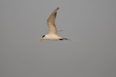 Qurum National Park Muscat Oman 12-5-12 0891.JPG