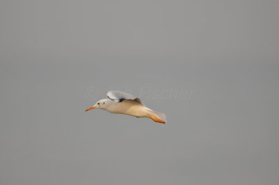 Qurum National Park Muscat Oman 12-5-12 0882.JPG
