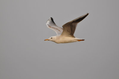 Qurum National Park Muscat Oman 12-5-12 0888.JPG