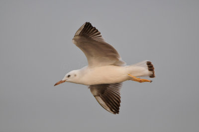 Qurum National Park Muscat Oman 12-5-12 0893.JPG