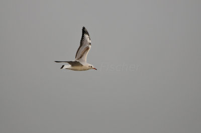 Qurum National Park Muscat Oman 12-5-12 0898.JPG