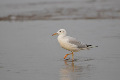 Qurum National Park Muscat Oman 12-5-12 0901.JPG
