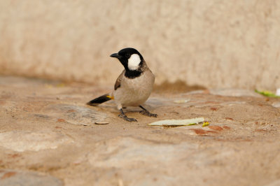 Qurum National Park Muscat Oman 12-5-12 1016.JPG