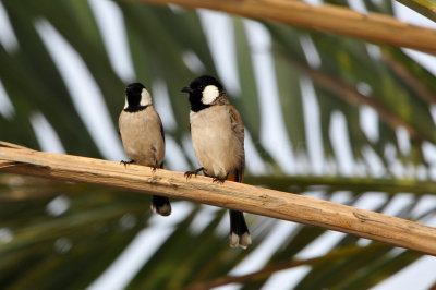 Qurum National Park Muscat Oman 12-5-12 1023.JPG