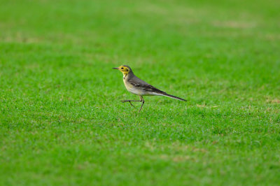 Qurum National Park Muscat Oman 12-5-12 1095.JPG