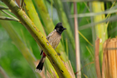 Qurum National Park Muscat Oman 12-5-12 1100.JPG