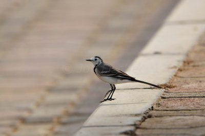 Qurum National Park Muscat Oman 12-5-12 1101.JPG