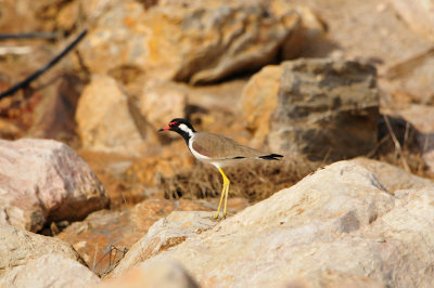 Qurum National Park Muscat Oman 12-6-12 1135.JPG