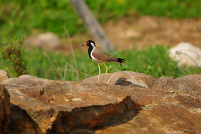 Qurum National Park Muscat Oman 12-6-12 1142.JPG