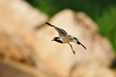 Qurum National Park Muscat Oman 12-6-12 1143.JPG