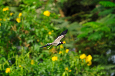 Qurum National Park Muscat Oman 12-6-12 1149.JPG