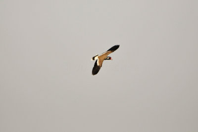 Qurum National Park Muscat Oman 12-6-12 1171.JPG