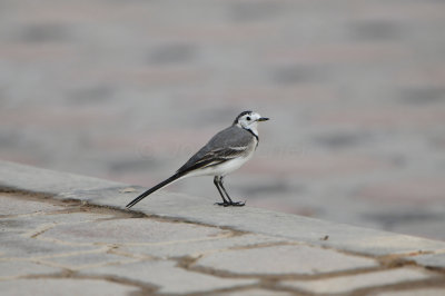 Qurum National Park Muscat Oman 12-6-12 1238.JPG