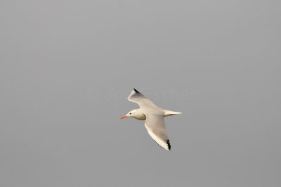 Qurum National Park Muscat Oman 12-6-12 1261.JPG