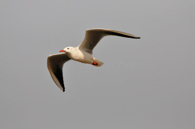 Qurum National Park Muscat Oman 12-6-12 1264.JPG