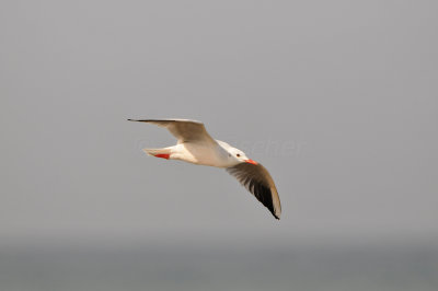Qurum National Park Muscat Oman 12-6-12 1298.JPG