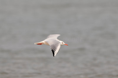 Qurum National Park Muscat Oman 12-6-12 1300.JPG