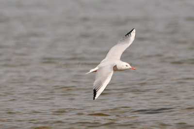Qurum National Park Muscat Oman 12-6-12 1302.JPG
