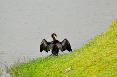 Qurum National Park Muscat Oman 12-6-12 1314.JPG